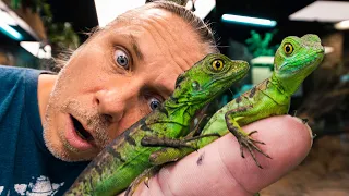 UNBOXING JESUS LIZARDS FOR MY REPTILE ZOO!! | BRIAN BARCZYK