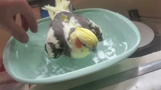 Cockatiel bath time!