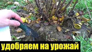 Осень пора удобрять Сад БЕСПЛАТНО