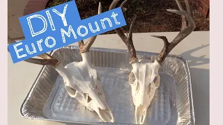 2021 DIY Whitetail Euro Mount | Step by Step