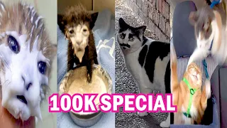 100K SPECIAL - BEST CAT MEMES COMPILATION OF 2020 PART 26