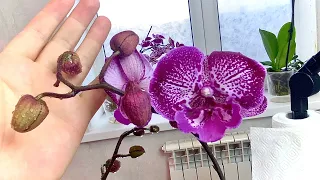 eating an orchid / foliar treatment of orchids from pests