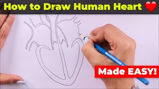 How to Draw Human Heart Easily
