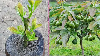 Avocado Growing Fast With Natural Aloe Vera | Best Method Grafting Avocado Tree