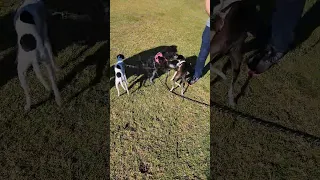 Miniature Schnauzer Takes on Two Dogs