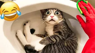 Funniest Animals 2024 🤩 New Funny Cats and Dogs Videos 😺🐶 Part 1