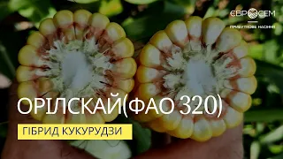 Орілскай (ФАО 320) - гібрид кукурудзи | Какие семена кукурузы купить в Украине