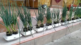 A simple way to grow green onions using hydroponic nutrients