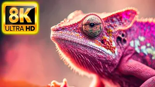 8K HDR 60FPS Dolby Vision - ANIMALS & WILDLIFE 8K ULTRA HD (60FPS HDR10+)