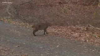 Bobcat sightings increasing in some Connecticut cities