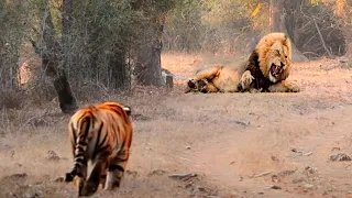 ¡Este León Se Metió Con El Tigre Equivocado!
