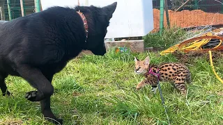 SERVAL MEETS DOGS / Compare the size of bobcats and lynxes