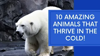 10 Amazing Animals That Thrive In The Cold! 🐾 Cyclonic Education