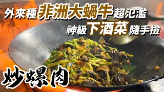 外來種系列｜非洲大蝸牛超氾濫，靠吃移除上百隻！