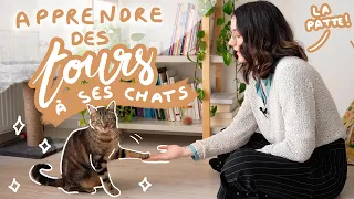 Apprendre des tours à ses chats