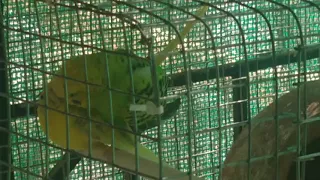 budgies mating sound