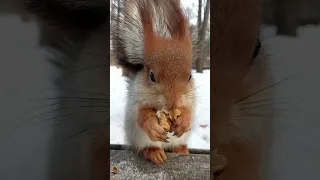 Белка ест орех / A squirrel eats a nut
