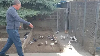 Армянские чистопародные бойные голуби