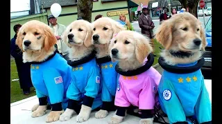 Space Buddies: Cachorros en el espacio (Trailer español)