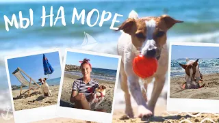 Собака На Море || БОЛГАРИЯ: Собираем Вещи На Пляж, Плавание, Игрушки, Уход, Амуниция и др.