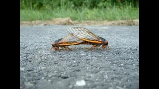 Return of the Cicadas in 2021: A Teenage Love Story