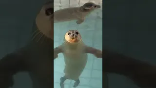 Cute Baby Sea Lion Just Floatin’ 🔥