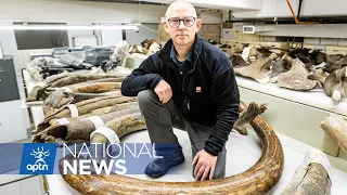How one company plans to "de-extinct" woolly mammoths by 2027 | APTN News