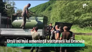 Ursoaica și cei trei pui care amenințau turiștii Cetății Poenari au fost prinși și mutați