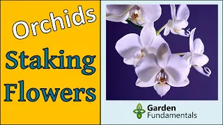 Staking Orchid Flower Spike 🌸🌸🌸🌸 How To Train Orchid Flowers for Best Bloom