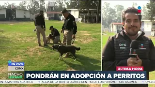 Perritos rescatados en Tlalpan serán dados en adopción | DPC con Nacho Lozano