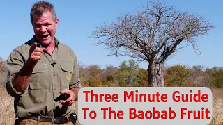 The Three Minute Guide To The Baobab Fruit