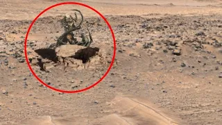NASA Mars Perseverance Sent Most Latest Mars 4k Video || Mars in 4k Latest Video Images