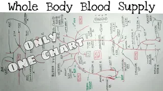 Whole Body Blood Supply | 1/2 | Upper limb, Lower limb, Thorax, Abdomen, Head and Neck Artery