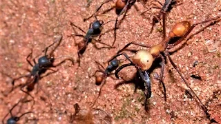 WEIRD and AWESOME Ant Species !