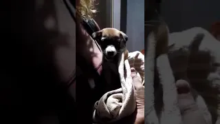 Puppy found by her dead mother