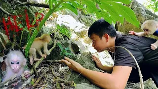 Save the poor baby Monkey screaming and crying because her lost his Mom in the Forest