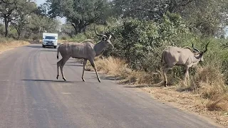 Three Kudu Bulls in the Kruger Park. #wildlife #safari #kudu #nature #wildanimals #krugerpark