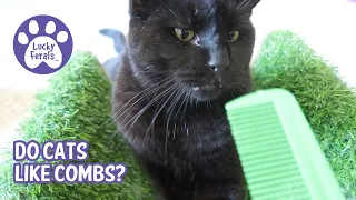 Do Cats Like Combs? * S4 E3 * Combing Cats Hair