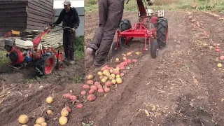 Научился копать картошку! картофелекопалкой!