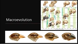 Macroevolution