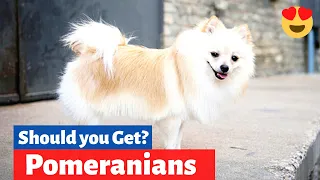 Pomeranian: Is this Dog Breed a Good choice for you and your Family?