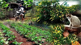FULL VIDEO planting, harvesting and selling to the market, life in the mountain