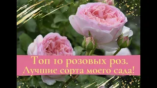 ТОП 10  розовых роз. Лучшие сорта моего сада.