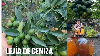 como hacer la LEJIA DE CENIZA el mejor insecticida natural y fertilizante Orgánico