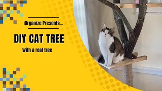 DIY Cat Tree - How To Build A Cat Tree With A Real Tree