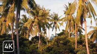 Crickets Summer Sunset  | Tropical Rainforest Ambience For Sleeping  | Relaxation Nature Sounds