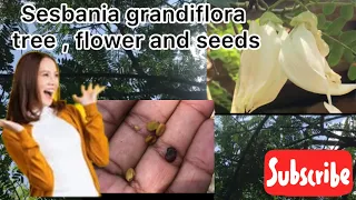 Sesbania grandiflora tree , flower , leaves and seeds 🌿