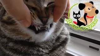 10 популярных вопросов о зубах у кошки