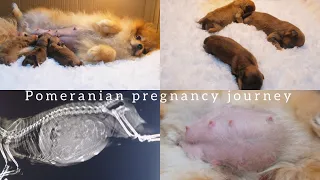 Pomeranian pregnancy journey | Signs and symptoms
