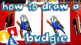 How To Draw A Budgie Parakeet